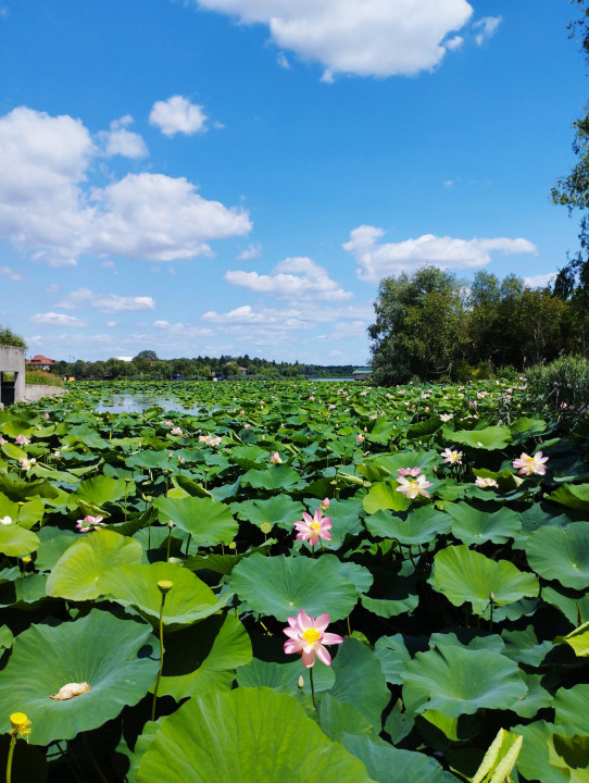 Super ocazie! Vilă de vânzare în Snagov, cu deschidere la lac